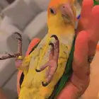 ببغاء الكايك وايت بيلي البهلواني مجنون لعب متكلم اليف جدا