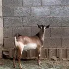 تيس فية من السلاله الوعول