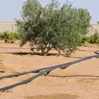 يوجد لدينازيتوت وحمضيات وسدر