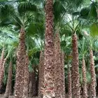 نخل واشنطن للبيع