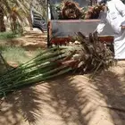 تكريب وتنضيف ورش النخل