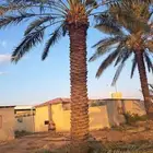 نخل عربي وواشنطنيا وأشجار الزينه