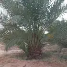 نخل مثمرللبيع جثايث فسايل اخلاص برحي هلالي شيشي