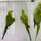 ببغاء الدره تم تم البيع