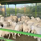 ذبيحتك لباب بيتك خروف حري سواكن سواكني تيس تيوس حمري ابيض