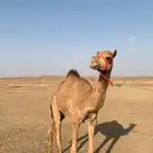 لبيع بكره ابوه جذاب جمل بدر الشمري رقم
