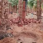 نقوم بتوريد انخيل عربي وواشنطني