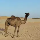 للبيع ناقه مجهم على إضراب ممكن لقحه