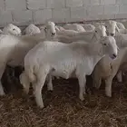 خرفان جبر الجبر قاطعة وصف ومراح واحد ونظيف