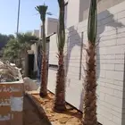 نخل واشنطن