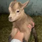 ماعز قزم اناثي خوات 2 جفرات مع ملحقاتهم