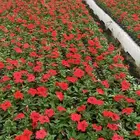 مشتل زراعة لجميع انواع الاشجار داخلي وخارجى وجميع انواع التي