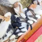 ارانب بلدي للبييع منتجه رجال المع