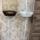قفصين باستانداتهم