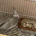 للبيع فروخ كروان
