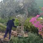 مزرع