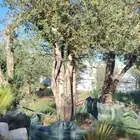 زيتون مثمر نيبالي مراكن