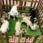 ماعز قزمي تشيكي العدد 3 عمر اسبوع ( مبيوع )