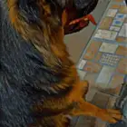 انثى جيرمن شيبرد شو لين منتجه