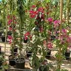 الشجار جهنميه جميع المقاسات والاوان والشجار زينه ومثمره