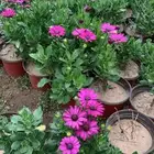 تنسيق جميع الحدايق وتركيب جميع شبكات الري وتركيب جميع الشلا