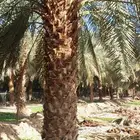 نخيل عربي وشنطن وفروخ