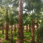 نخيل وزيتون