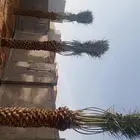 يوجد الدينا جميع أنواع النخل للإستفسار