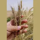 قمح معيه انتاج مزرعتنا