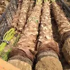 نخيل واشنطونيا نخل واشنطن زينه امريكي