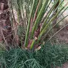 نخيل مثمر نوايع نادره شمشوله حوشانه شيرازي مصيفه
