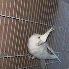(( تم البيع ))