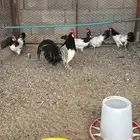 دجاج اللكن فلندر