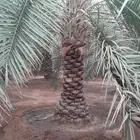 نخل طويل للبيع جثايث نقايل