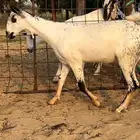 جفره بيشيه صنف(تم البيع)
