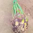 يوجد نخل صقعي ومجدول للبيع
