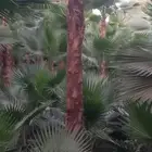 نخل واشنطنيا جميع المقاسات