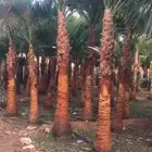 نجيله ثيل طبيعي تنسيق حدائق تبوك