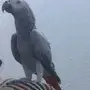 كاسكو صيد متكلم