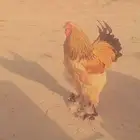 دجاج برهما