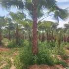 نخل واشنطني