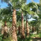 نخل واشنطني للبيع