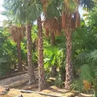 متوفر لدينا نخل للبيع جده مكه نخل واشنطني بجميع المقاسات