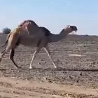 ناقه خلفه منوت القناي