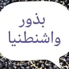 بذور واشنطنيا إنتاج جديد سعر خاص للجمله