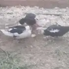 بط شرشري وبلدي...حمام مشكل... حمام صنعاني ابيض دجاج رومي