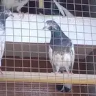 حمام تيدي طيران البيع جملة