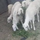 نعجه صفرا دافع عمرها صغير بكر عااسوم.رجاج رومي بط