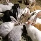 ارانب بلديه للبيع