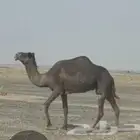 للبيع ناقه حايل